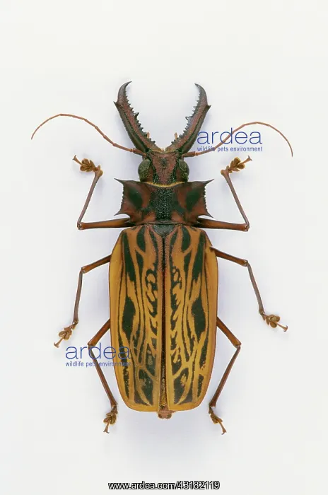 : Giant Prionin Beetle : Giant Prionin Beetle
