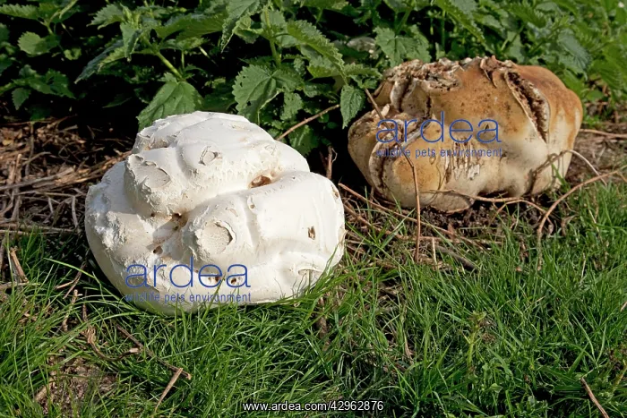 : Giant Puff Ball - in field surrounded by nettles : Giant Puff Ball - in field surrounded by nettles