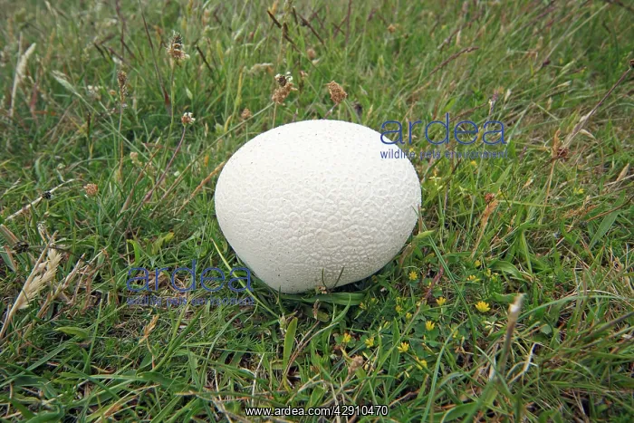 : Giant Puff Ball - growing on pasture land : Giant Puff Ball - growing on pasture land