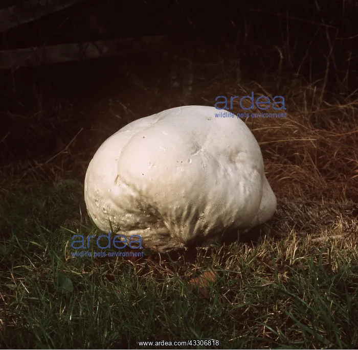 : GIANT PUFFBALL FUNGI : GIANT PUFFBALL FUNGI
