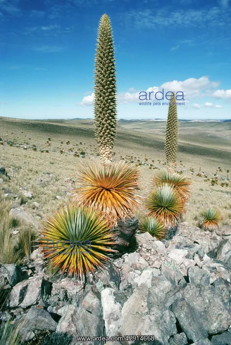 : Giant Puya : Giant Puya