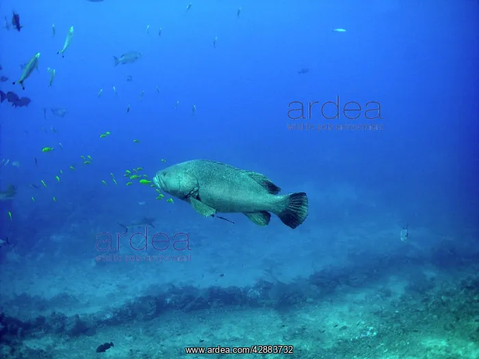 : Giant Queensland Grouper - 250 K grouper with pilot : Giant Queensland Grouper - 250 K grouper with pilot