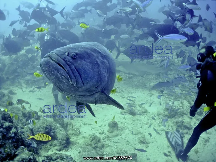 : Giant Queensland Grouper - Rarely seen. Largest : Giant Queensland Grouper - Rarely seen. Largest