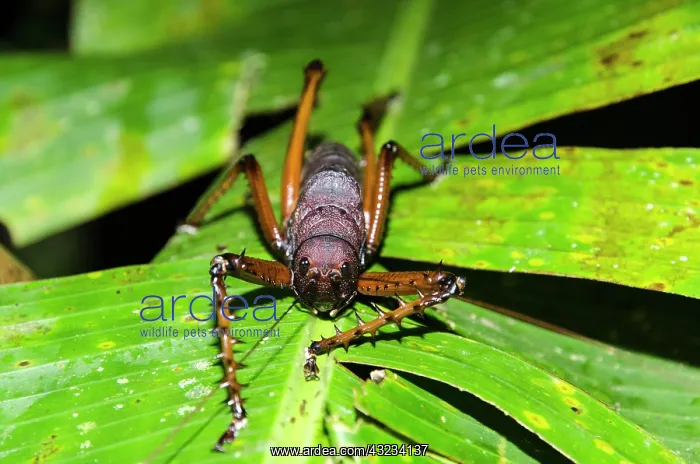  : Giant Rainforest Bush Cricket on leaf