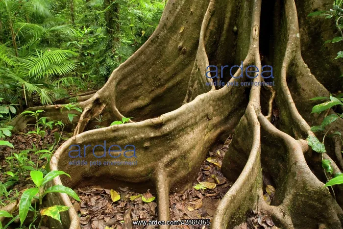 : Giant rainforest tree - buttress roots in tropical : Giant rainforest tree - buttress roots in tropical