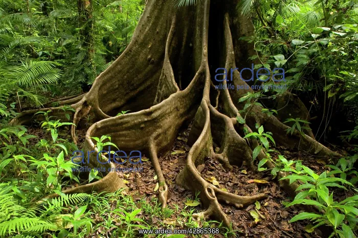 : Giant rainforest tree - buttress roots in tropical : Giant rainforest tree - buttress roots in tropical