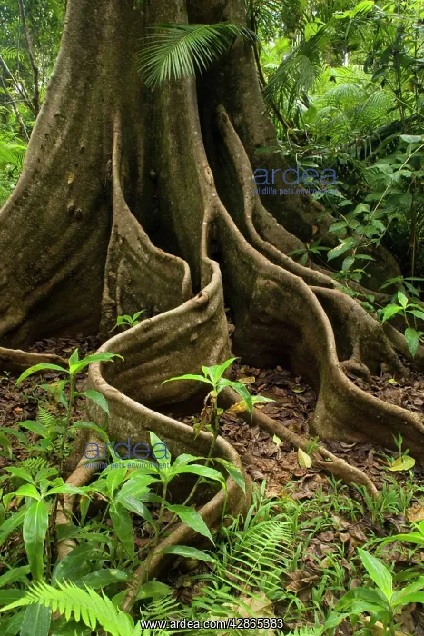 : Giant rainforest tree - buttress roots in tropical : Giant rainforest tree - buttress roots in tropical