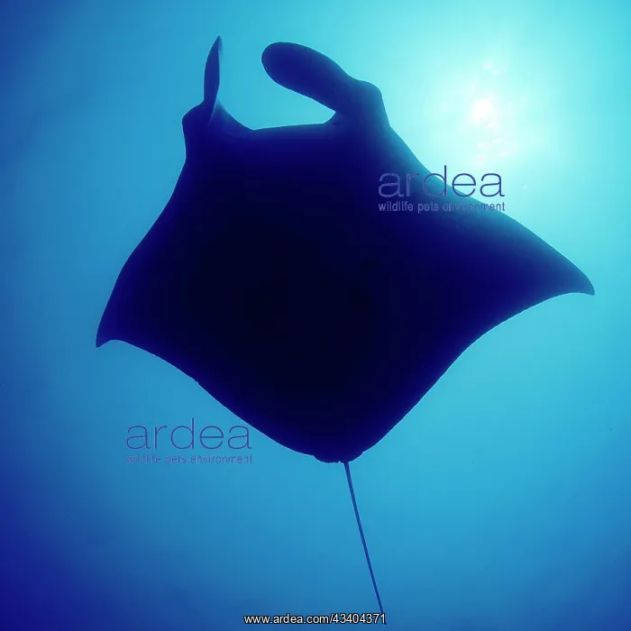 : Giant ray manta ray (Manta birostris), Devil ray : Giant ray manta ray (Manta birostris), Devil ray