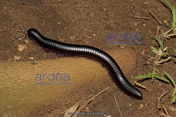 : Giant red-legged African millipede Ephibolus pulchripes : Giant red-legged African millipede Ephibolus pulchripes