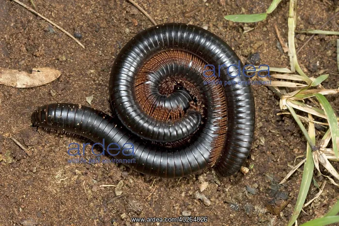 : Giant red-legged African millipedes Ephibolus pulchripes : Giant red-legged African millipedes Ephibolus pulchripes