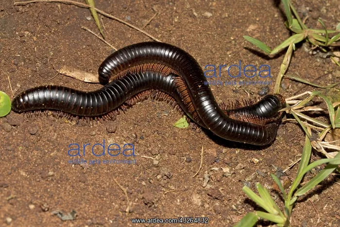 : Giant red-legged African millipedes Ephibolus pulchripes : Giant red-legged African millipedes Ephibolus pulchripes