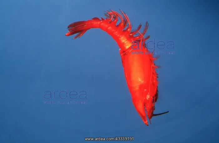 : GIANT RED MYSID - Crustacean : GIANT RED MYSID - Crustacean