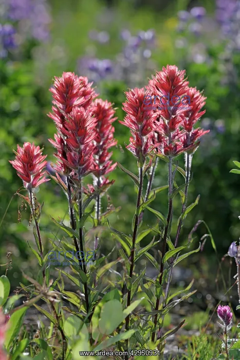 : Giant Red Paintbrush : Giant Red Paintbrush