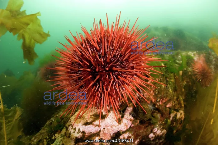 : Giant Red Sea Urchin - Vancouver Island British Columbia Can : Giant Red Sea Urchin - Vancouver Island British Columbia Can
