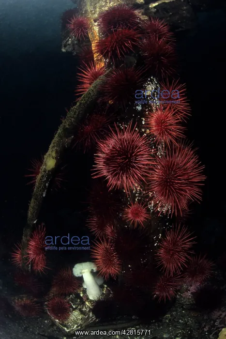 : Giant red sea urchins Strongylocentrotus franciscanus Vancou : Giant red sea urchins Strongylocentrotus franciscanus Vancou