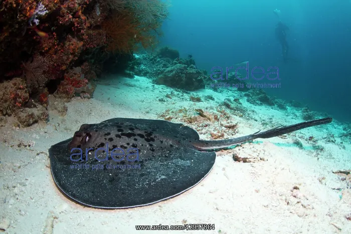 : Giant Reef Ray : Giant Reef Ray