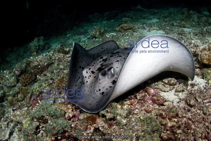 : Giant Reef Ray : Giant Reef Ray