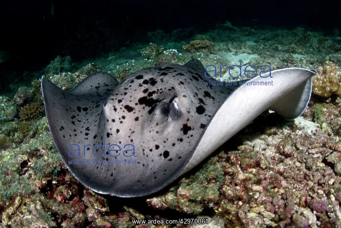 : Giant Reef Ray : Giant Reef Ray