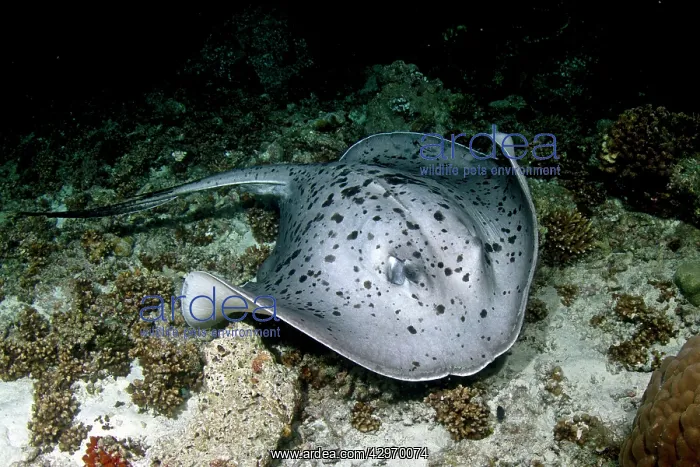 : Giant Reef Ray : Giant Reef Ray