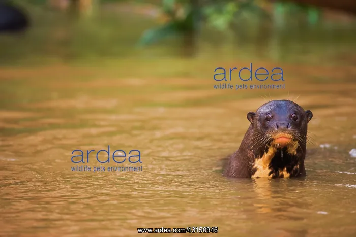 : Giant River Otter : Giant River Otter
