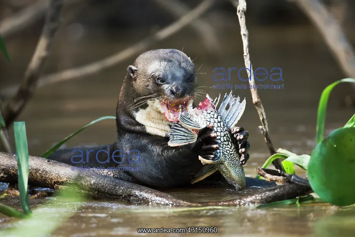 : Giant River Otter : Giant River Otter
