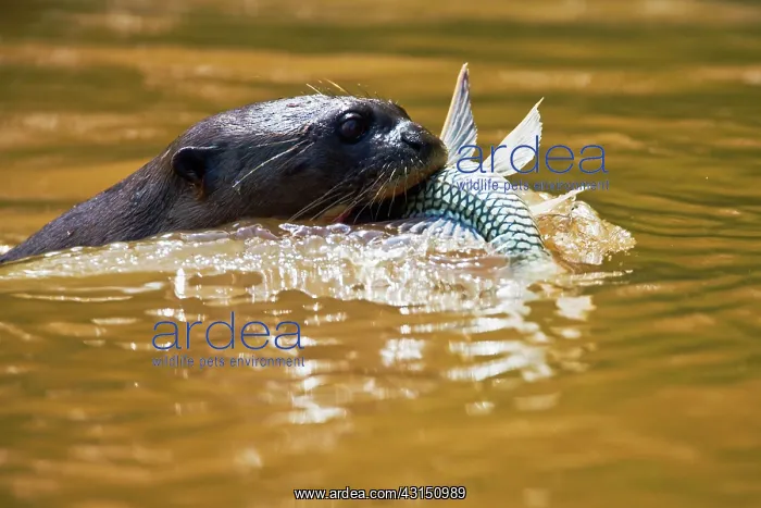 : Giant River Otter : Giant River Otter