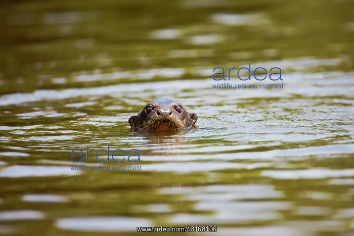 : Giant River Otter : Giant River Otter