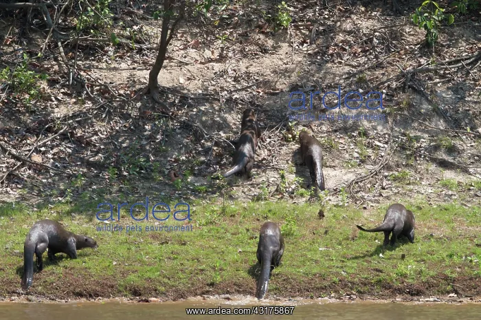 : Giant River Otter : Giant River Otter