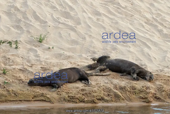 : Giant River Otter : Giant River Otter