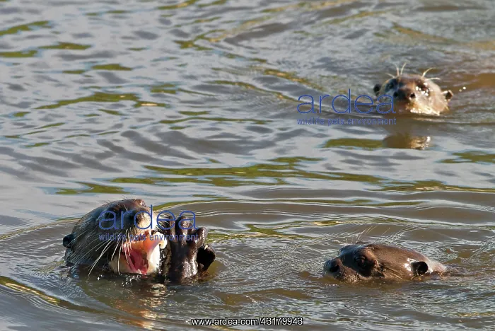 : Giant River Otter : Giant River Otter
