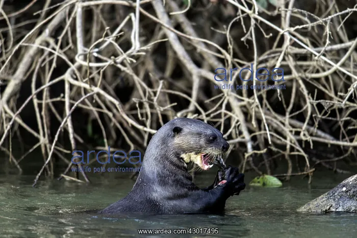  : Giant River Otter feeding on fish
