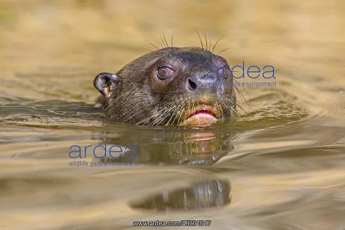 : Giant River Otter (Pteronura brasiliensis) clos : Giant River Otter (Pteronura brasiliensis) clos