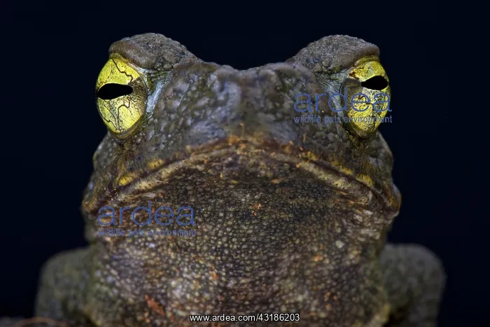 : Giant river toad (Phrynoidis aspera), Indonesia : Giant river toad (Phrynoidis aspera), Indonesia