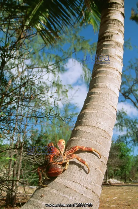 : Giant Robber / Coconut Crab : Giant Robber / Coconut Crab