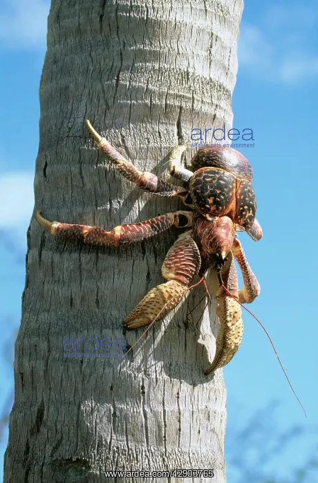 : Giant Robber / Coconut Crab : Giant Robber / Coconut Crab