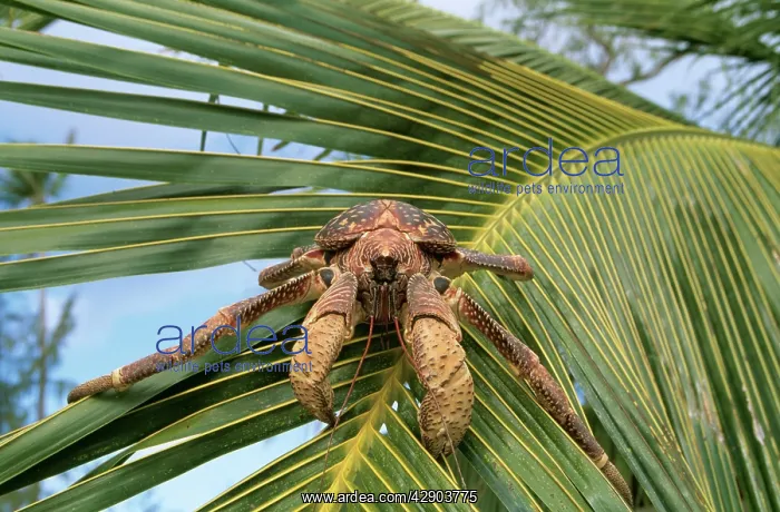 : Giant Robber / Coconut Crab : Giant Robber / Coconut Crab