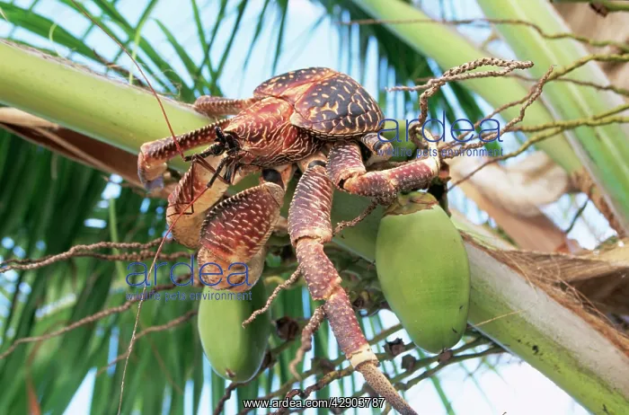 : Giant Robber / Coconut Crab : Giant Robber / Coconut Crab