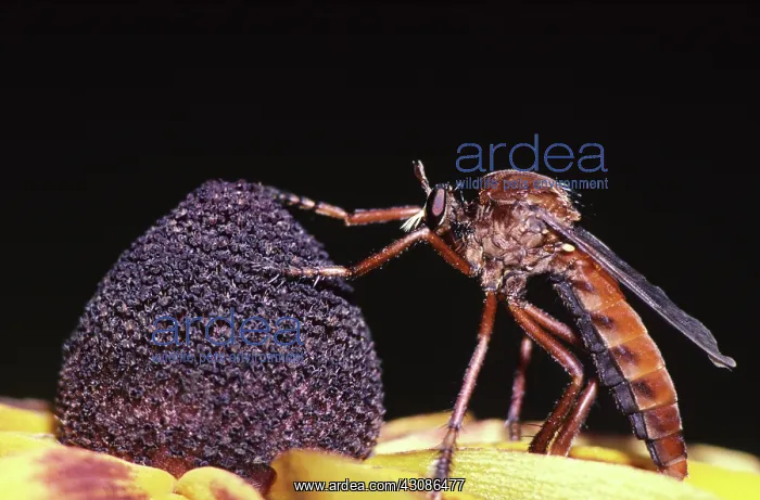  : Giant Robberfly