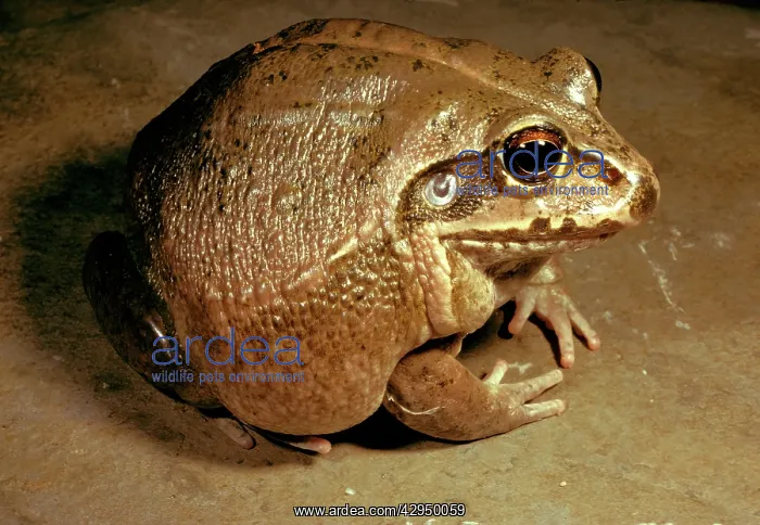 : Giant / Round frog - a cannibal species : Giant / Round frog - a cannibal species
