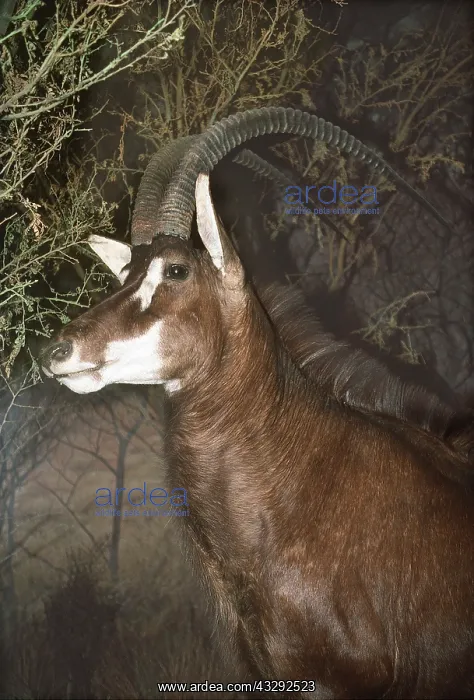 : GIANT SABLE ANTELOPE : GIANT SABLE ANTELOPE