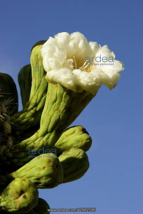 : Giant Saguaro - Buds and flower : Giant Saguaro - Buds and flower