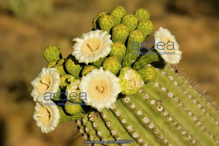 : Giant Saguaro - With buds and flowers : Giant Saguaro - With buds and flowers