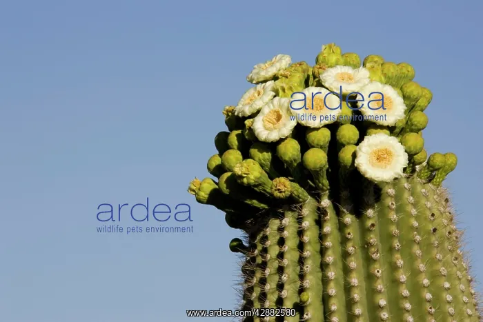 : Giant Saguaro - With buds and flowers : Giant Saguaro - With buds and flowers