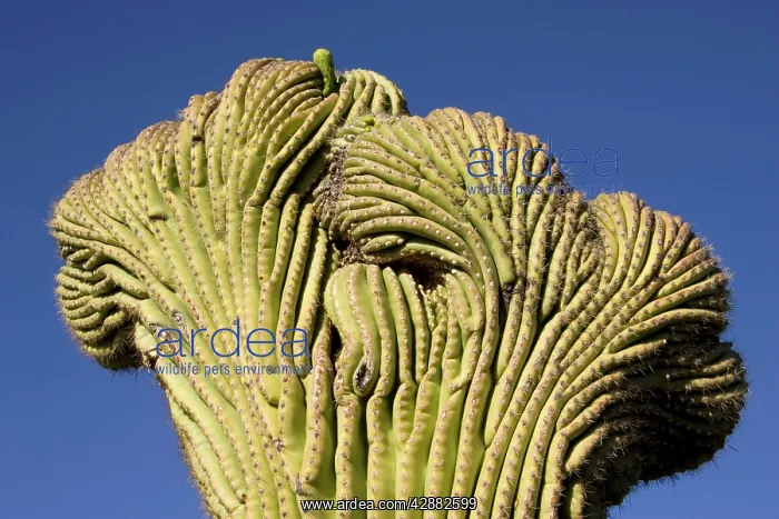 : Giant Saguaro - The 'Crested Saguaro' is a rarity : Giant Saguaro - The 'Crested Saguaro' is a rarity