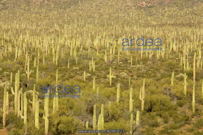 : Giant Saguaro - Masses of Saguaro in the low-lying : Giant Saguaro - Masses of Saguaro in the low-lying