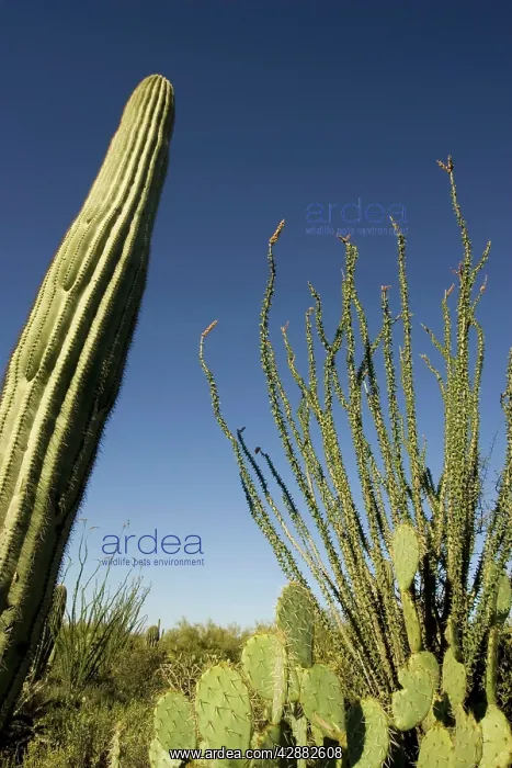 : Giant Saguaro, Ocotillo (Fouquieria splendens) : Giant Saguaro, Ocotillo (Fouquieria splendens)