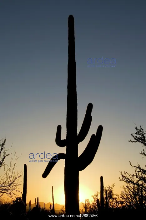: Giant Saguaro - Symbol of the American Southwest : Giant Saguaro - Symbol of the American Southwest