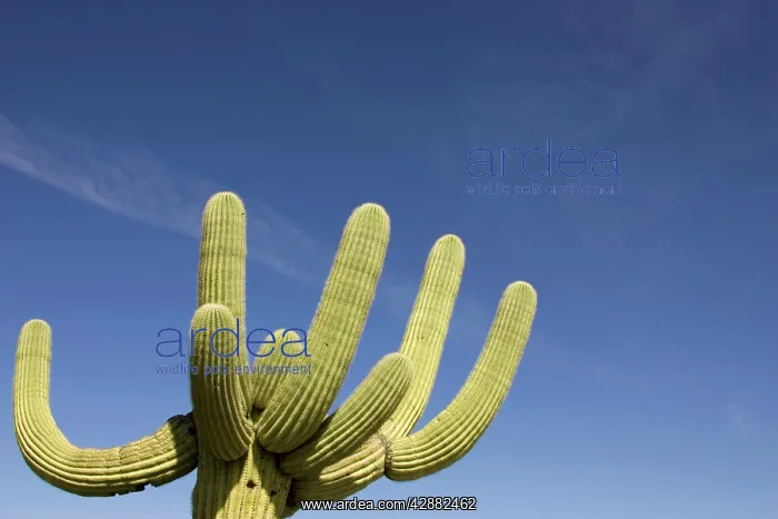 : Giant Saguaro - Symbol of the American Southwest : Giant Saguaro - Symbol of the American Southwest