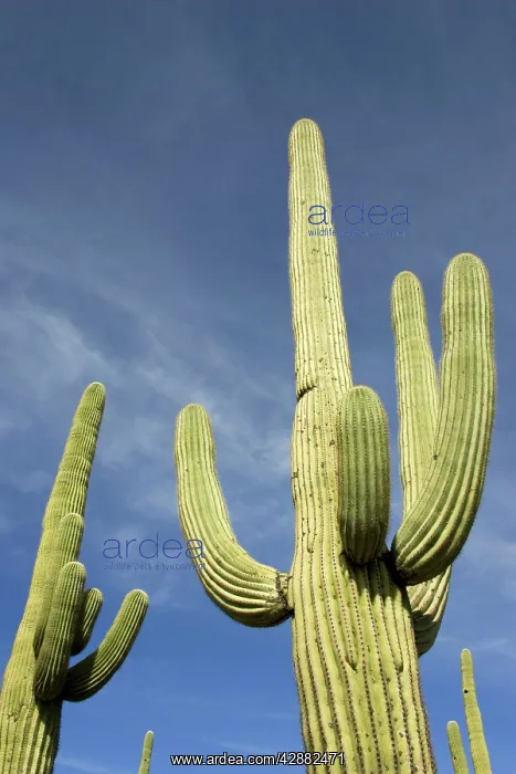 : Giant Saguaro - Symbol of the American Southwest : Giant Saguaro - Symbol of the American Southwest