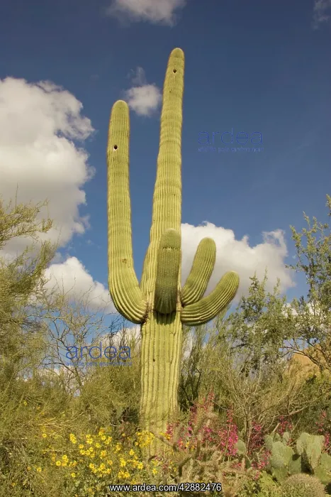 : Giant Saguaro - Symbol of the American Southwest : Giant Saguaro - Symbol of the American Southwest